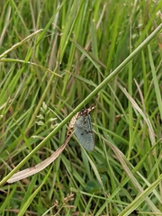 Ephemera danica