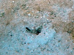 Cryptocentrus cinctus