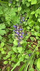 Ajuga reptans