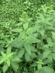 Lysimachia verticillaris
