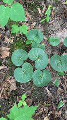 Asarum europaeum