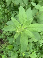 Lysimachia verticillaris