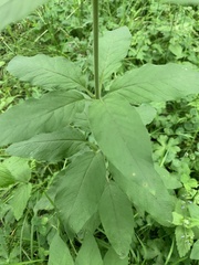 Lysimachia verticillaris