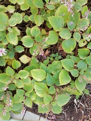 Plectranthus ciliatus