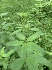 Lysimachia verticillaris