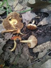 Pholiota highlandensis