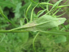 Peronospora chorisporae