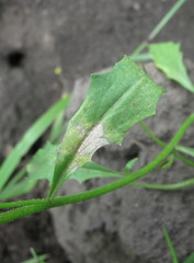 Peronospora chorisporae