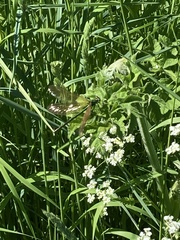 Calopteryx splendens
