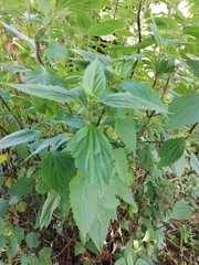 Ageratina adenophora