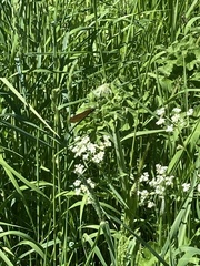 Calopteryx splendens