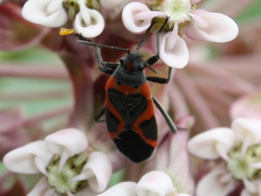 Lygaeus kalmii angustomarginatus