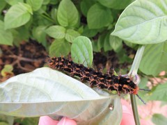 Hypolimnas bolina bolina