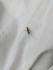 Cyllecoris histrionius