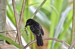 Thamnophilus bridgesi