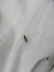 Cyllecoris histrionius