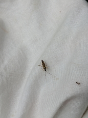 Cyllecoris histrionius