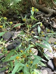 Bidens comosa