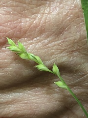 Careyanae