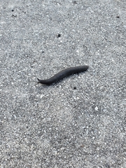 Belocaulus angustipes