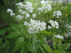 Cardamine leucantha