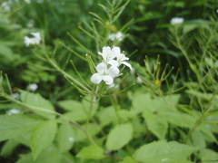 Cardamine leucantha