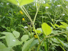Cardamine leucantha