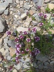 Thymus praecox polytrichus