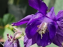 Aquilegia atrata