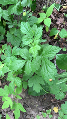 Geum