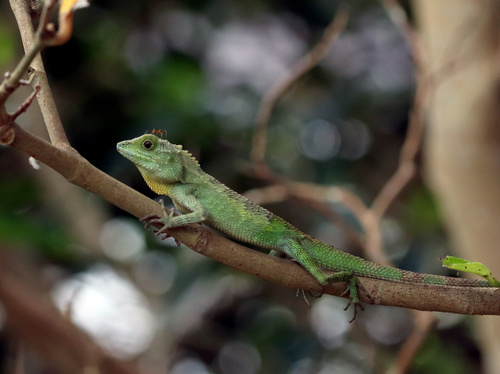 Okinawa Tree Lizard, photo 3 of 10