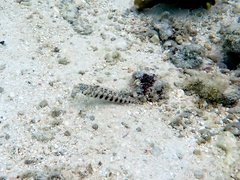 Parapercis australis