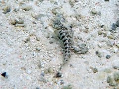 Parapercis australis