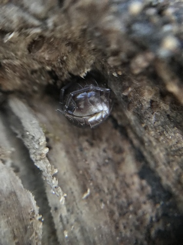 Curly Woodlouse photo 3