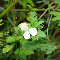 Eurema hapale