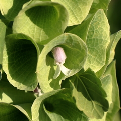 Moluccella laevis