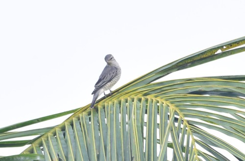 Black-headed Cuckooshrike (Lalage melanoptera), photo 7