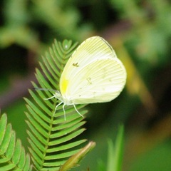Eurema hapale