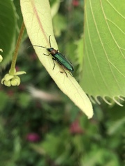 Anogcodes seladonius