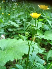 Ranunculus repens