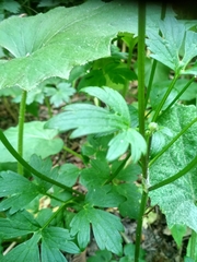 Ranunculus repens