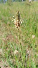 Plantago lanceolata