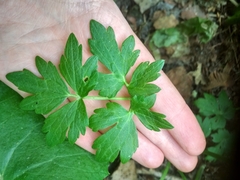 Ranunculus repens