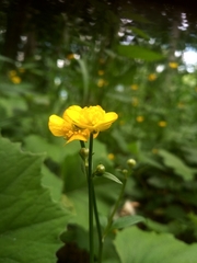 Ranunculus repens
