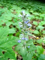 Ajuga reptans