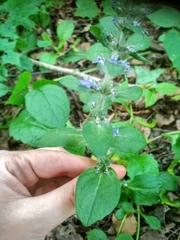 Ajuga reptans