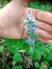 Ajuga reptans