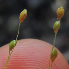 Dichanthelium linearifolium