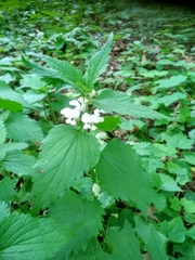 Lamium album