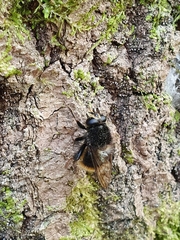 Criorhina ranunculi